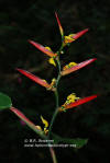 Heliconia schumanniana 'Napo Sunrise'